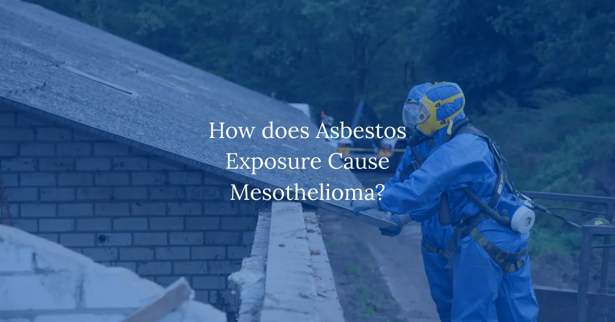 How does Asbestos Exposure Cause Mesothelioma?