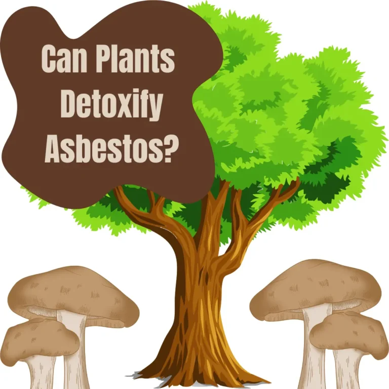 Can Plants Detoxify Asbestos graphic