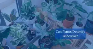 Can Plants Detoxify Asbestos?