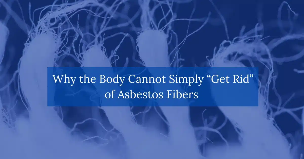 Why the Body Cannot Simply “Get Rid” of Asbestos Fibers